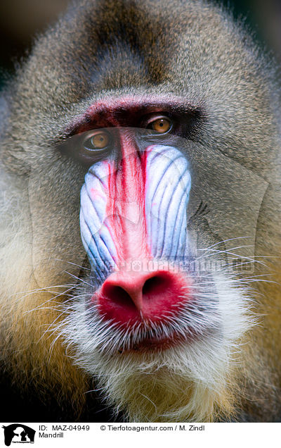 Mandrill / Mandrill / MAZ-04949
