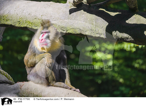 Mandrill / mandrill / PW-17790