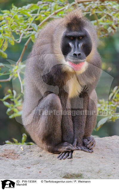 Mandrill / Mandrill / PW-19384