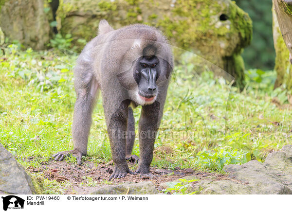 Mandrill / Mandrill / PW-19460