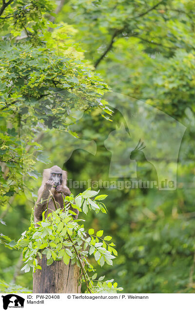 Mandrill / Mandrill / PW-20408