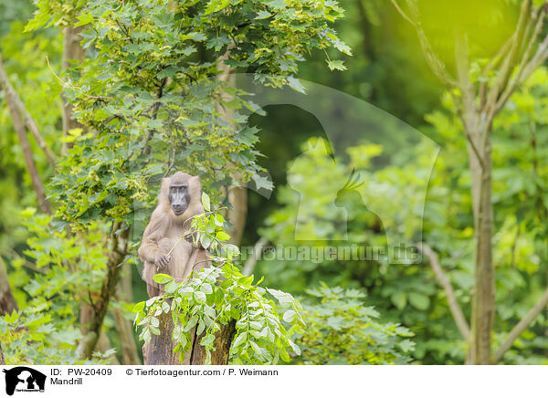 Mandrill / Mandrill / PW-20409