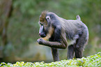 Mandrill