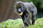 Mandrill