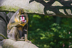 mandrill