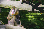 mandrill