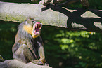 mandrill