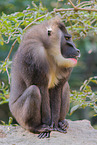 Mandrill