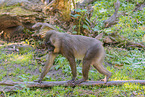 Mandrill