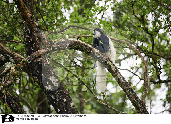 Mantelaffe / mantled guereza / JR-05178