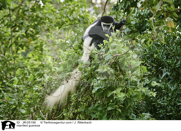 Mantelaffe / mantled guereza / JR-05196