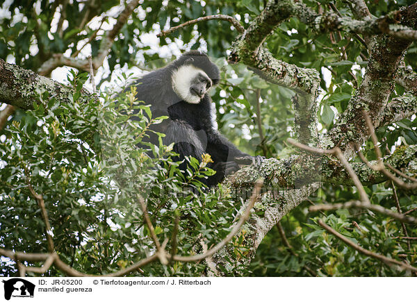 mantled guereza / JR-05200