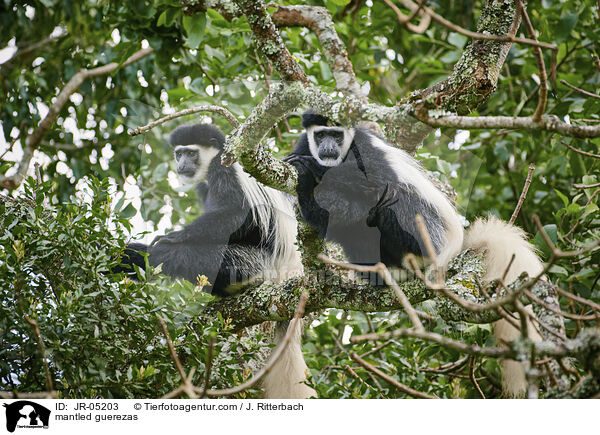 mantled guerezas / JR-05203