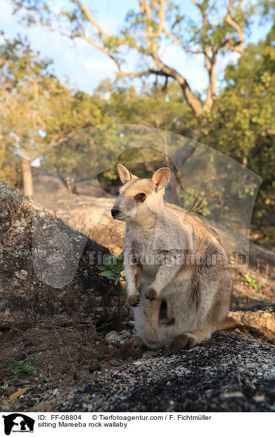 sitting Mareeba rock wallaby / FF-08804