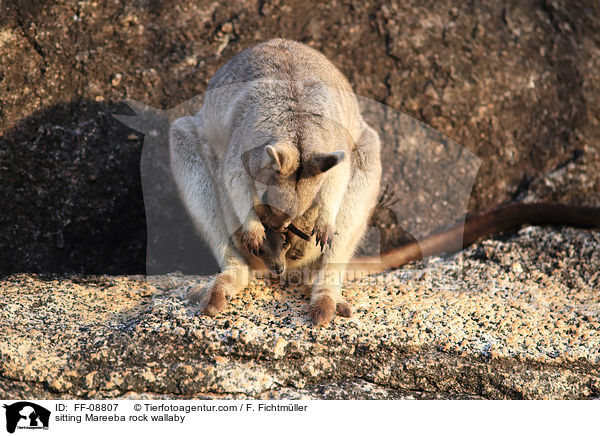 sitting Mareeba rock wallaby / FF-08807