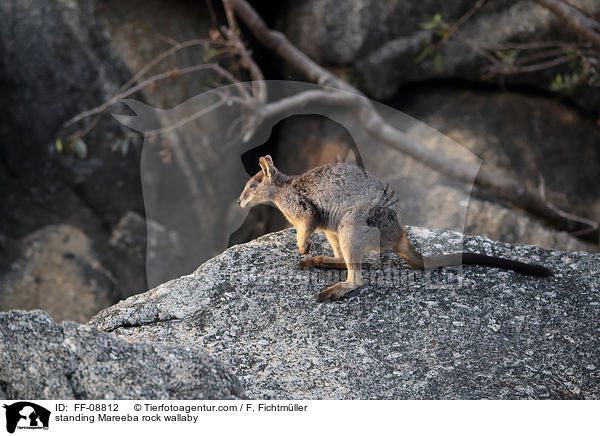 standing Mareeba rock wallaby / FF-08812