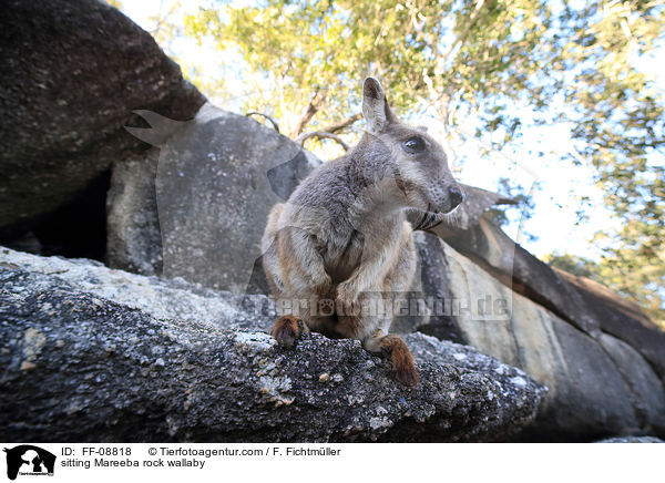 sitzendes Mareeba-Felsknguru / sitting Mareeba rock wallaby / FF-08818