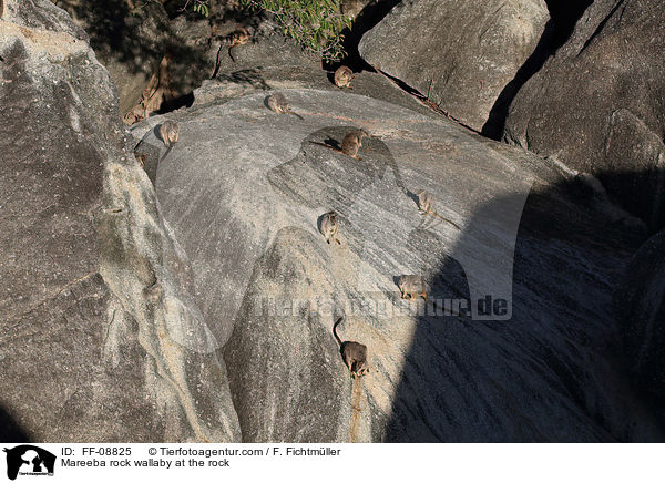 Mareeba-Felskngurus im Felsen / Mareeba rock wallaby at the rock / FF-08825