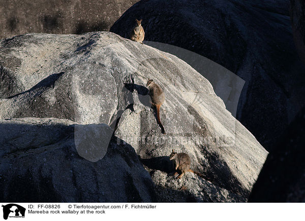 Mareeba-Felskngurus im Felsen / Mareeba rock wallaby at the rock / FF-08826