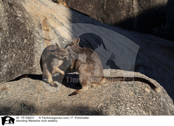 stehende Mareeba-Felsknguru / standing Mareeba rock wallaby / FF-08831
