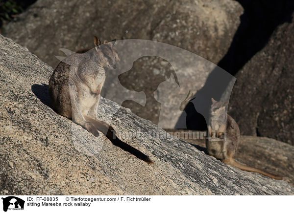 sitzendes Mareeba-Felsknguru / sitting Mareeba rock wallaby / FF-08835
