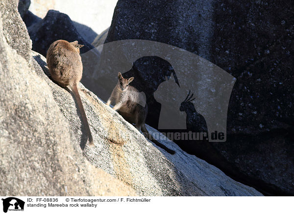 stehende Mareeba-Felsknguru / standing Mareeba rock wallaby / FF-08836