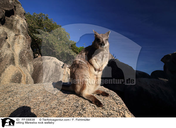 sitzendes Mareeba-Felsknguru / sitting Mareeba rock wallaby / FF-08838