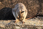 sitting Mareeba rock wallaby