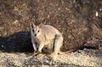 standing Mareeba rock wallaby