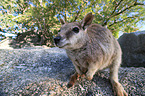 standing Mareeba rock wallaby