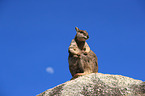 sitting Mareeba rock wallaby