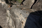 Mareeba rock wallaby at the rock