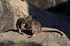 standing Mareeba rock wallaby