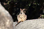 sitting Mareeba rock wallaby