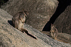 sitting Mareeba rock wallaby