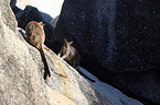 standing Mareeba rock wallaby