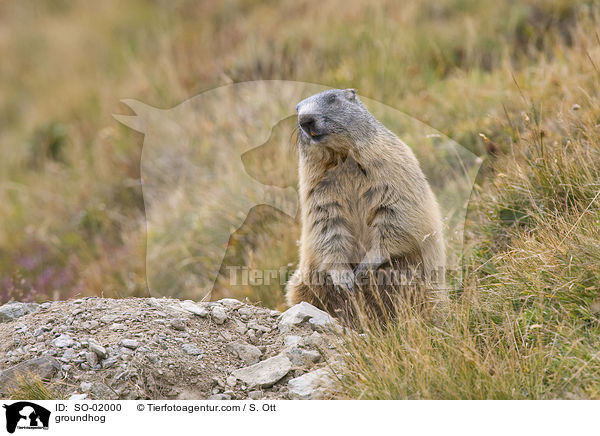 groundhog / SO-02000
