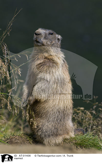marmot / AT-01406