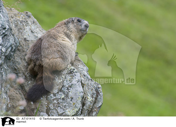marmot / AT-01410