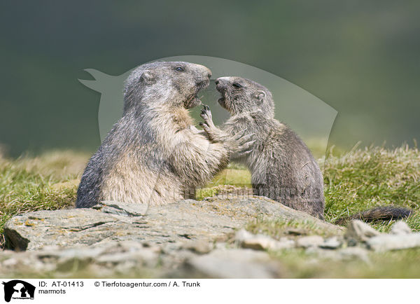 marmots / AT-01413