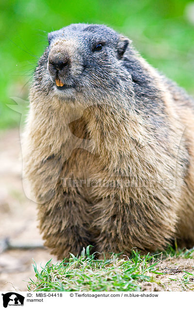 Murmeltier / marmot / MBS-04418