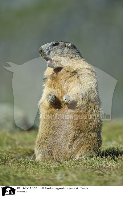Murmeltier / marmot / AT-01577