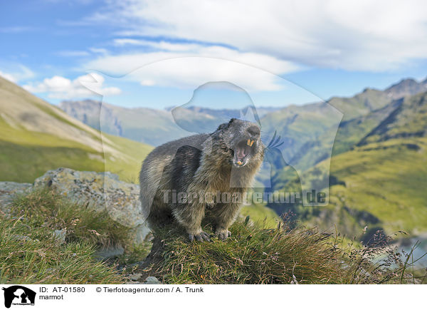 Murmeltier / marmot / AT-01580