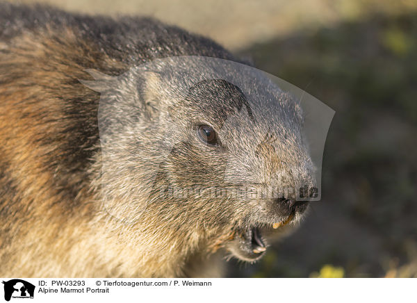 Alpine Marmot Portrait / PW-03293