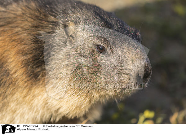 Alpine Marmot Portrait / PW-03294