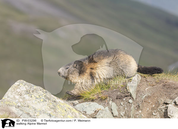 laufendes Alpenmurmeltier / walking Alpine Marmot / PW-03296
