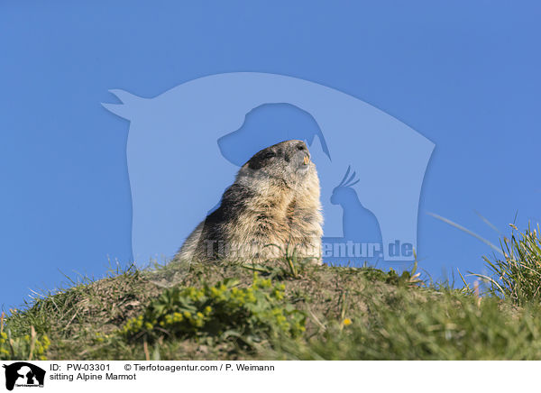 sitting Alpine Marmot / PW-03301