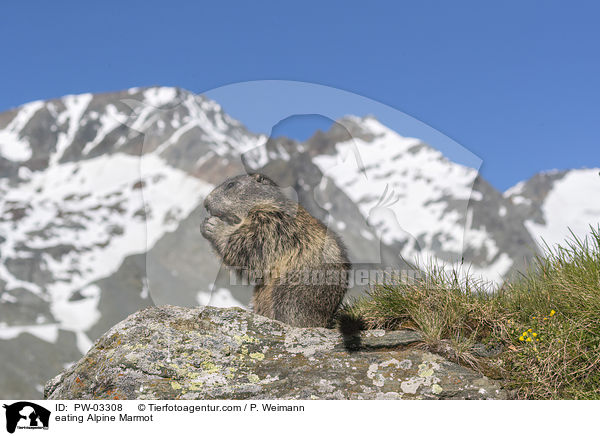 eating Alpine Marmot / PW-03308