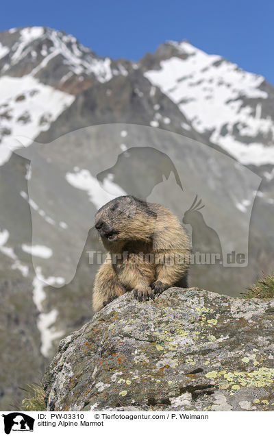 sitting Alpine Marmot / PW-03310