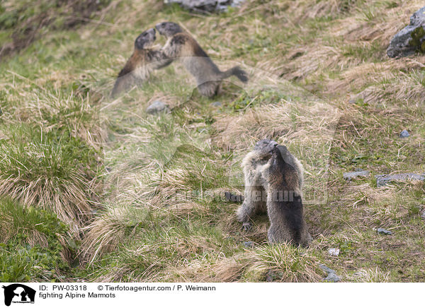 fighting Alpine Marmots / PW-03318